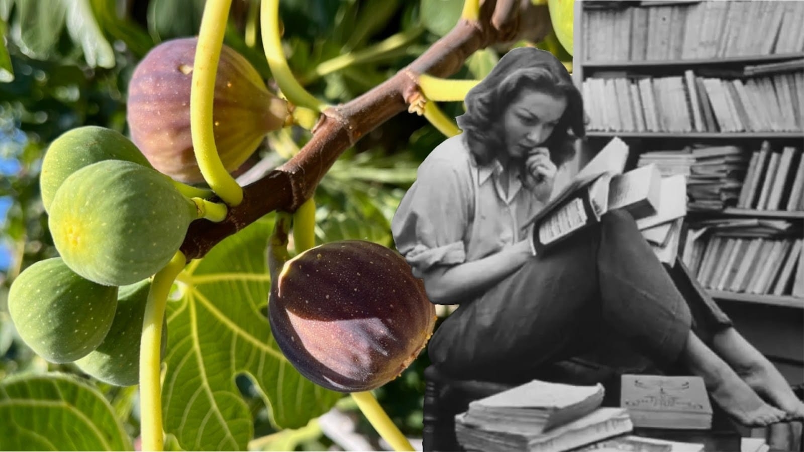 SYLVIA PLATH HOY: EL ÁRBOL DE LOS HIGOS EN LA ERA DIGITAL